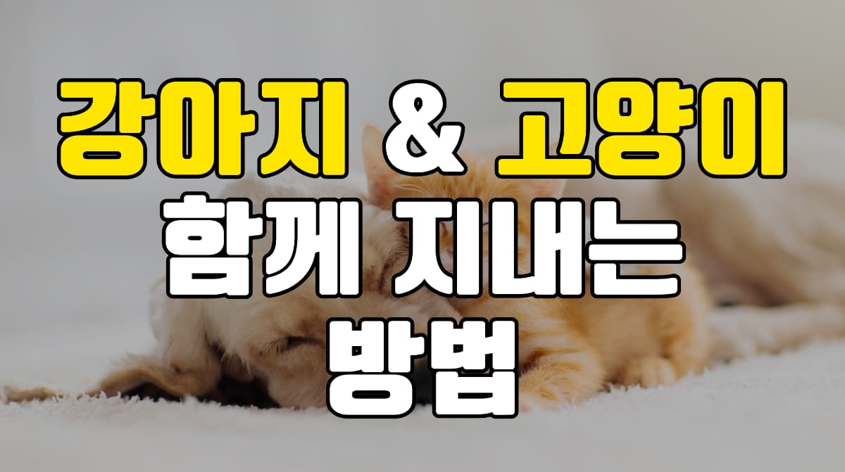 강아지-고양이-함께-지내는법
