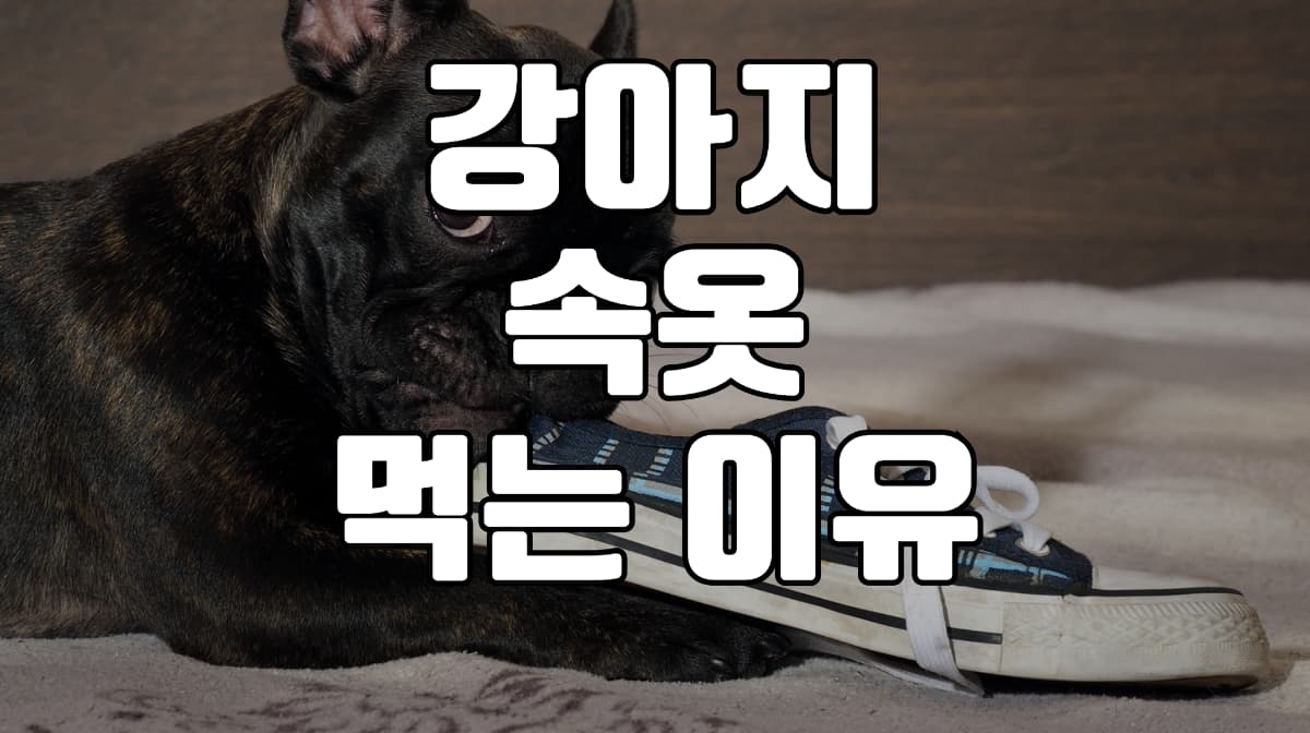 강아지-속옷