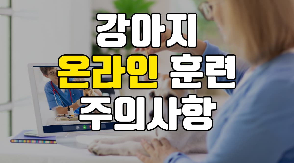 강아지-온라인-훈련