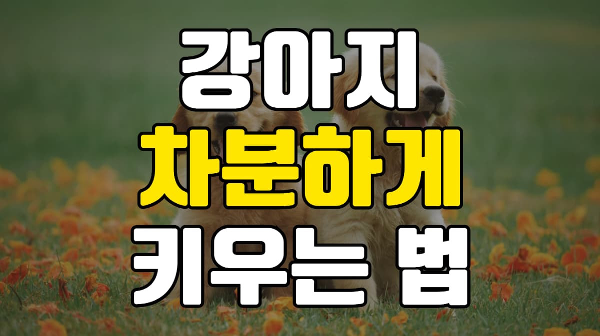 강아지-차분하게-키우는-방법