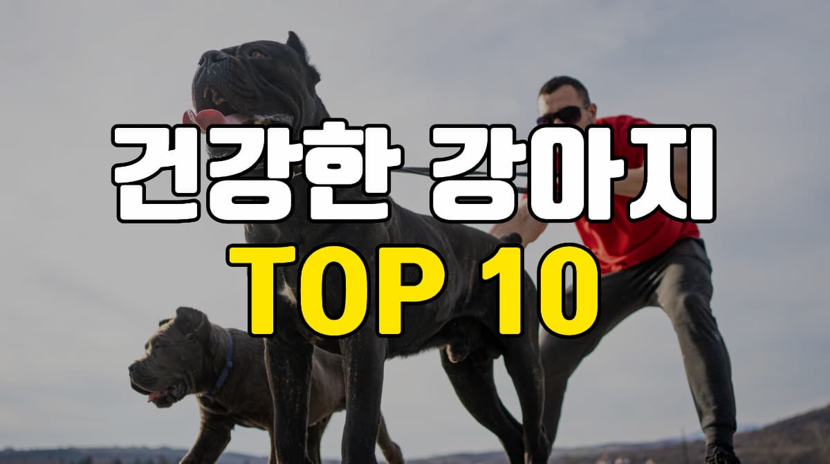 건강한-강아지