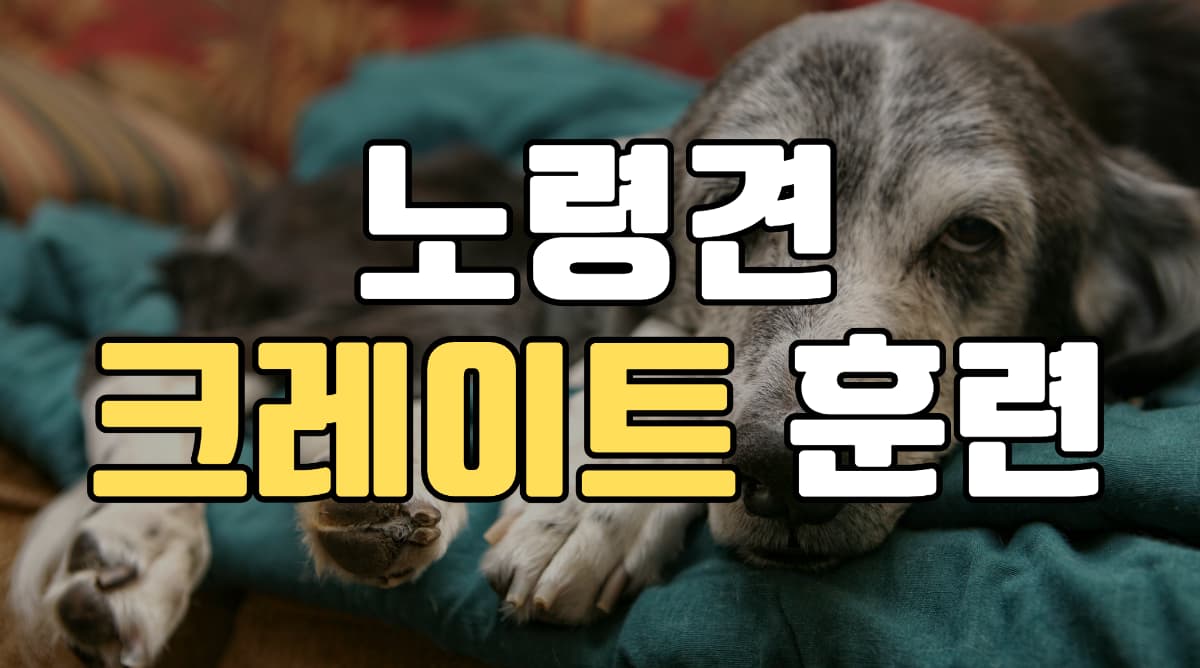 노령견-강아지-크레이트