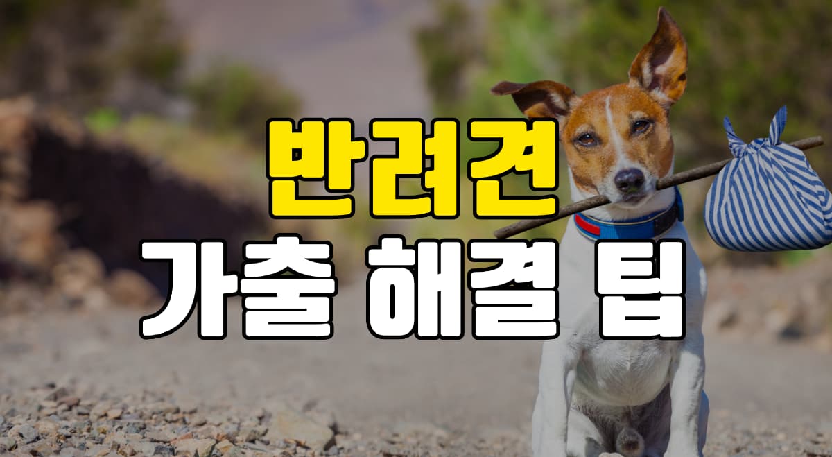 반려견-가출-해결