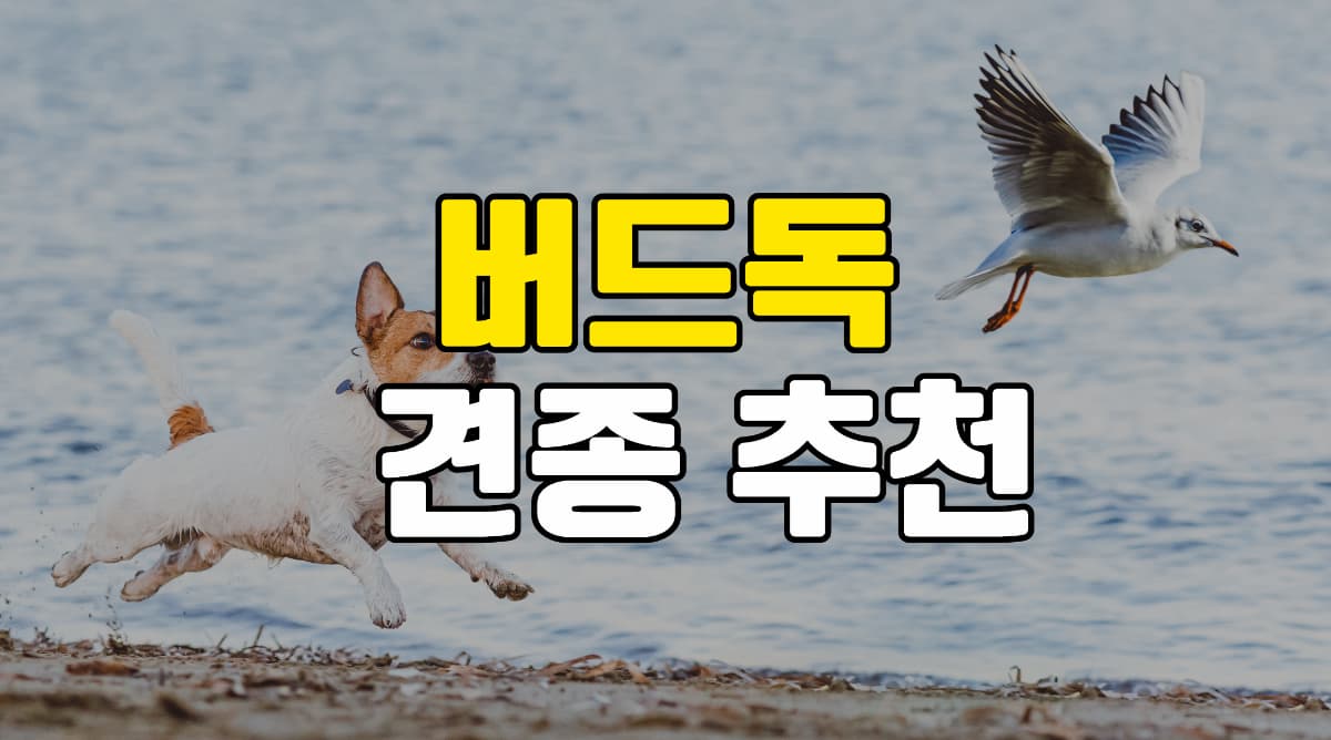 버드독-품종