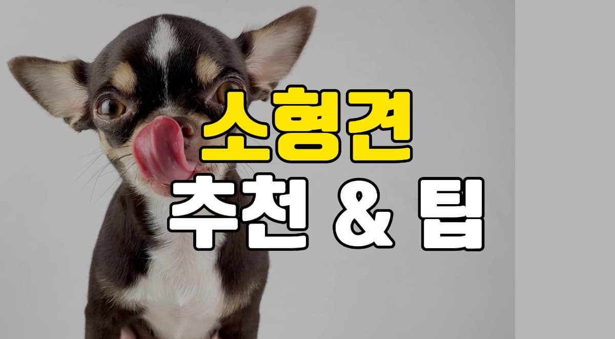 소형견-추천-팁