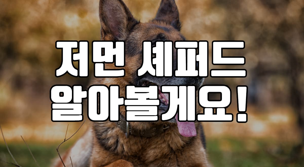 저먼-셰퍼드