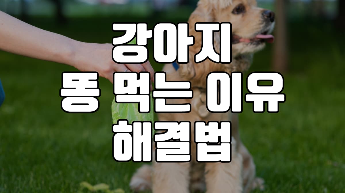 강아지-똥-먹는-이유-해결법