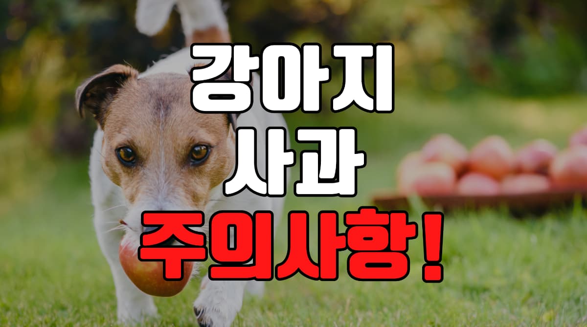 강아지-사과