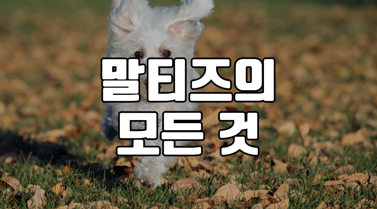 말티즈