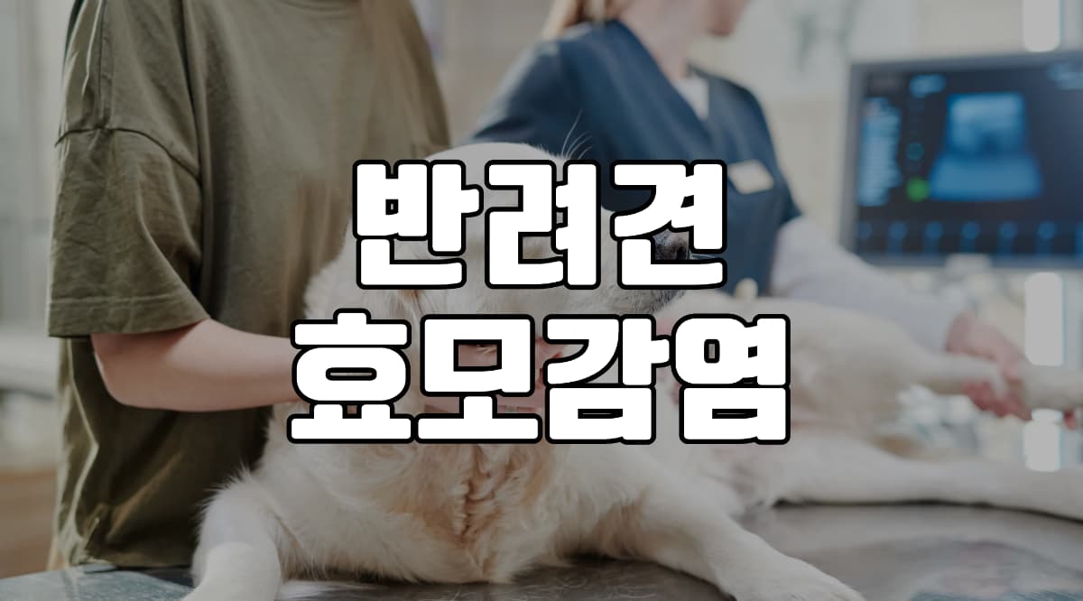 반려견-효모-감염