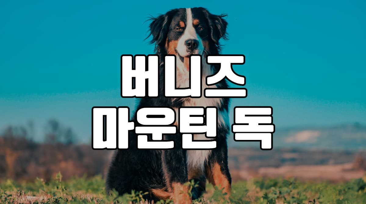버니즈-마운틴-독
