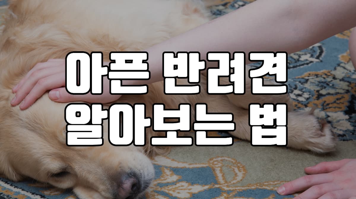 아픈-반려견