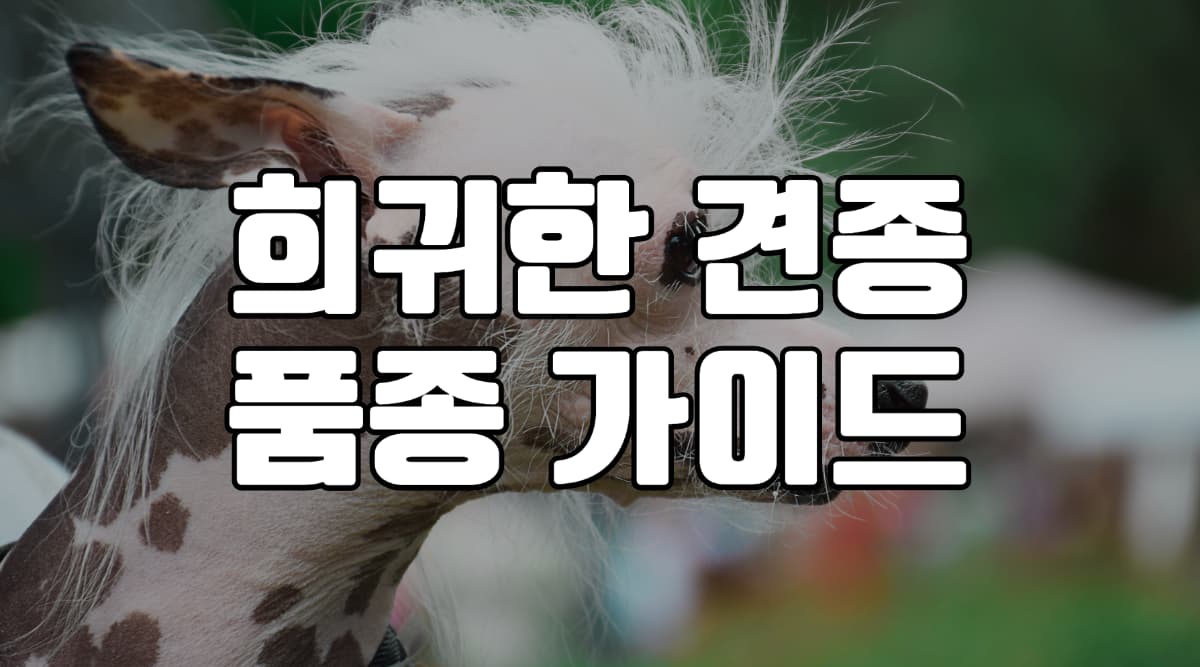 희귀-견종-품종-강아지