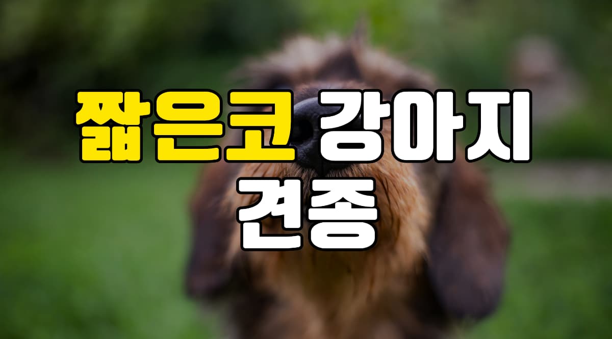 짧은코-강아지